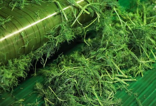 Dill Processing